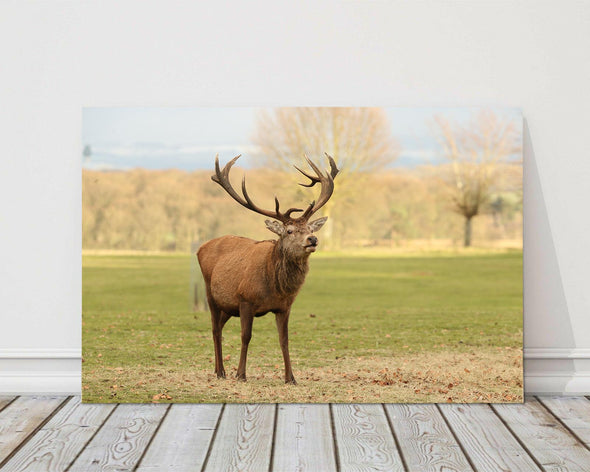 Wall art canvas photograph of stag